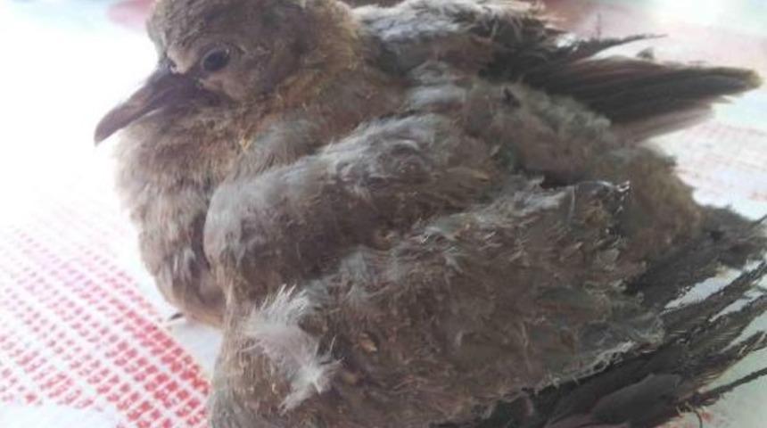 Alevlerin Arasında Kalan Yavru Kuğuyu Itfayeciler Kurtardı