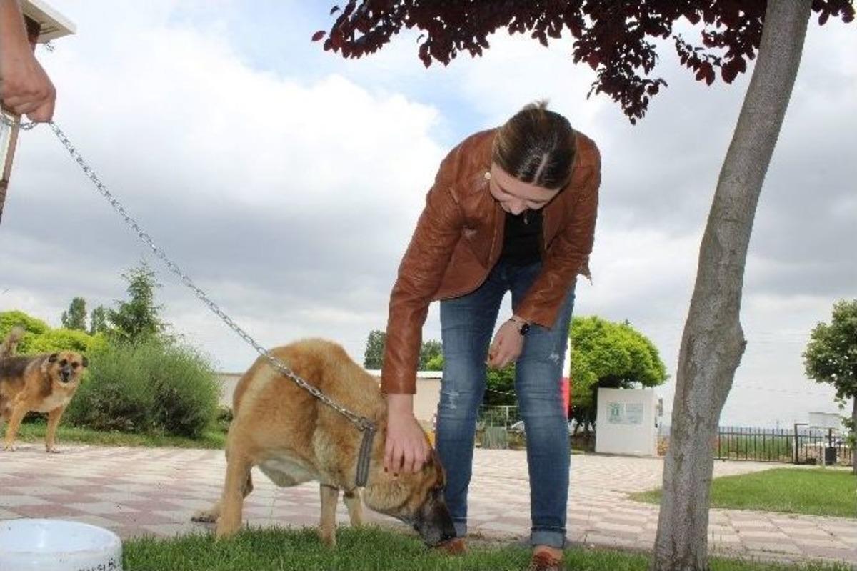 (&ouml;zel Haber) Yabancı Gelinin K&ouml;pek Sevgisi