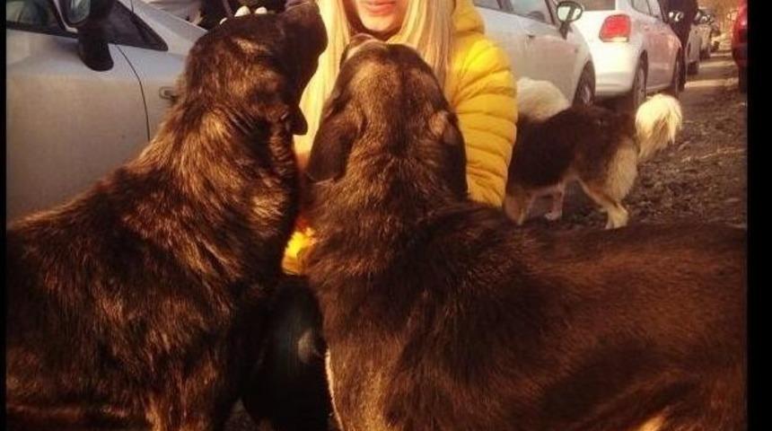 Toplanan Bağışlar Sokak Hayvanlarına Umut Oluyor