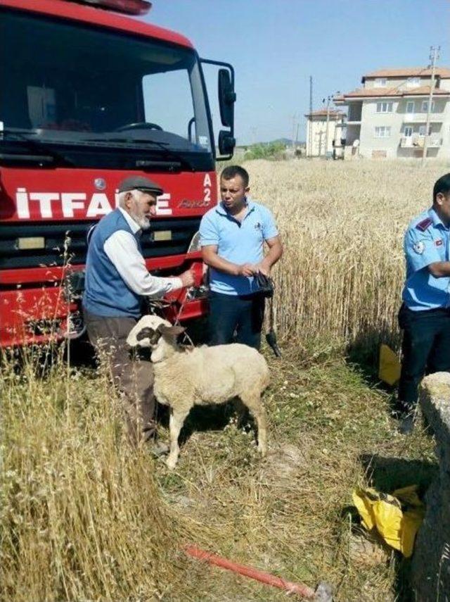 Su Kuyusuna Düşen Koyunu İtfaiye Kurtardı 2