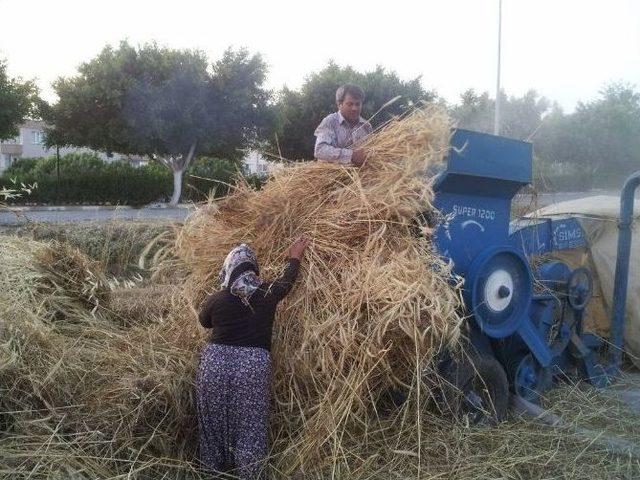 Bozyazı’da Ekin Hasadı Başladı