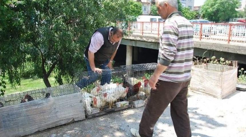 Hekimler&rsquo;den Yazlık&ccedil;ılara &lsquo;tavuk&rsquo; Tavsiyesi