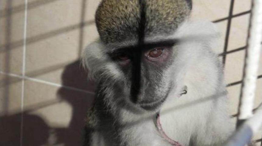 Firari Maymun &lsquo;Charlie&rsquo;