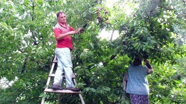 Virajı Alamayan Tır Zeytin Ağaçlarını Sökerek Durdu 1