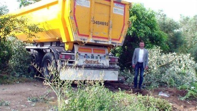 Virajı Alamayan Tır Zeytin Ağaçlarını Sökerek Durdu 2