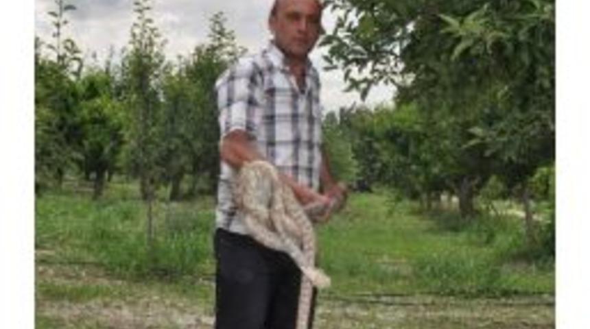 Meyve Bah&ccedil;esindeki 2 Metrelik Yılan Korkuttu