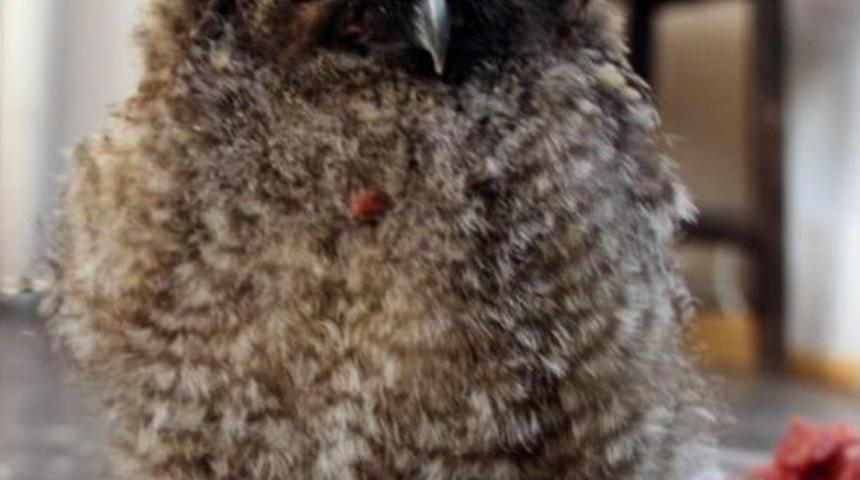 Yol Kenarında Bulduğu Yavru Baykuşu Kıyma Ile Besledi