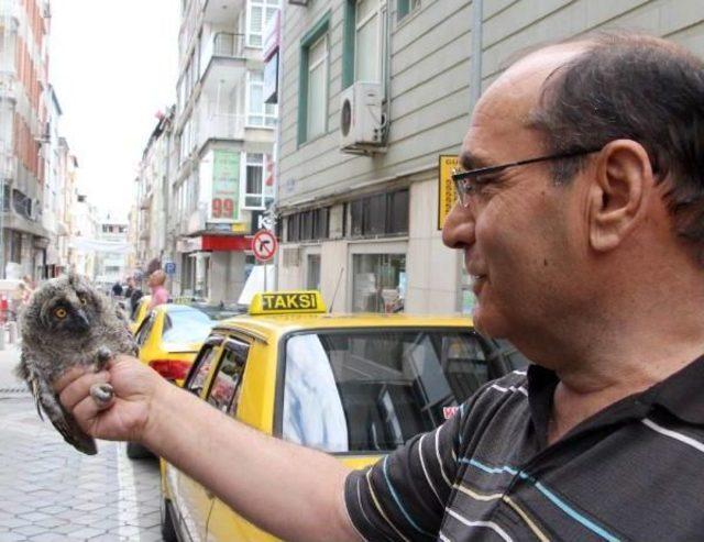 Yol Kenarında Bulduğu Yavru Baykuşu Kıyma Ile Besledi