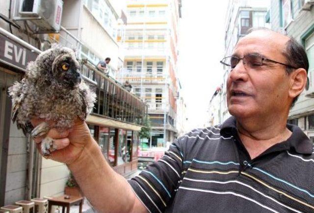 Yol Kenarında Bulduğu Yavru Baykuşu Kıyma Ile Besledi