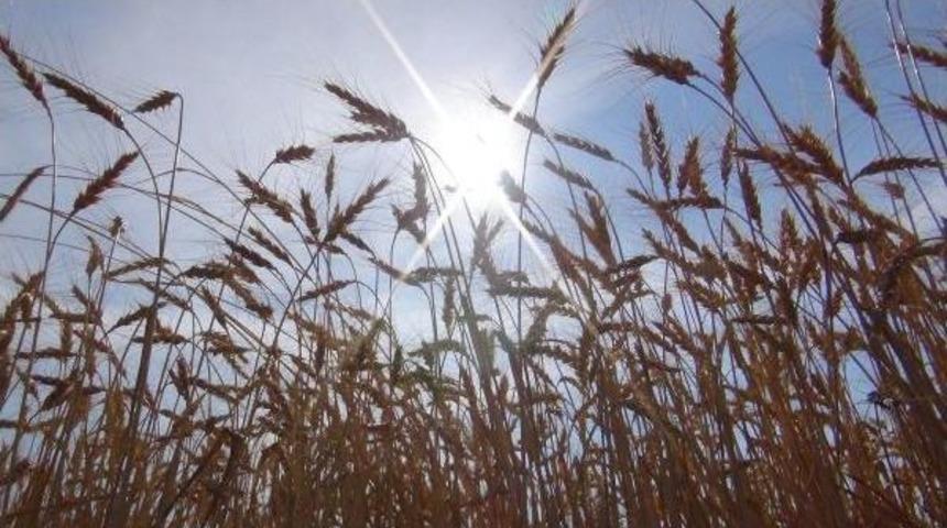 Buğdayda Rekolte Y&uuml;ksek, Kalite D&uuml;ş&uuml;k