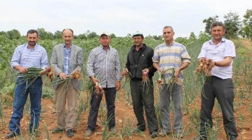 Terziler Soğanı 20 &Uuml;lkeye Gidiyor