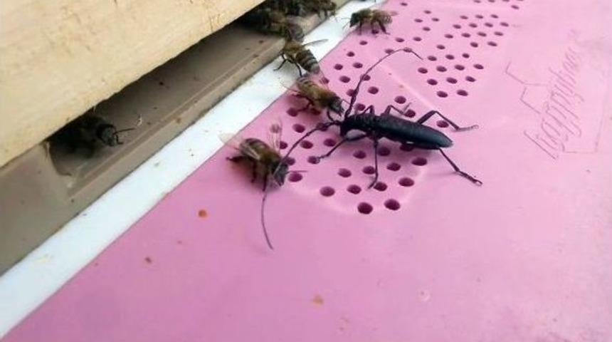 (&ouml;zel Haber) Belgeselde G&ouml;rd&uuml;ğ&uuml;n&uuml; Uygulamaya Kalkınca Arıların Saldırısına Uğradı