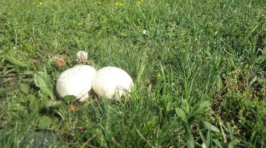 Yağmurdan Sonra Gelen Bereket