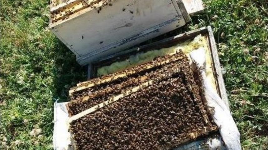 Kağızman&rsquo;da Arı Kovanlarına Ayı Saldırısı