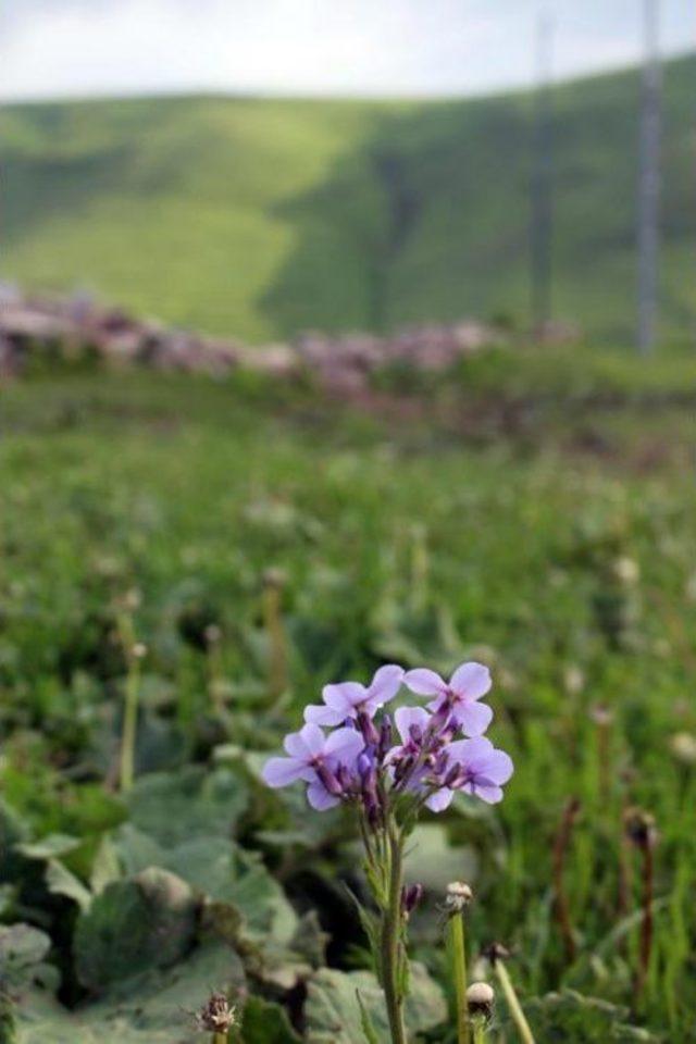 Atat&uuml;rk S&uuml;lieti 5 &uuml;nc&uuml; G&uuml;n Ortaya &Ccedil;ıktı 1
