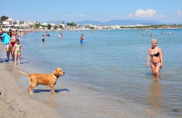 Didim'de Sıcak Hava Sahilleri Doldurdu