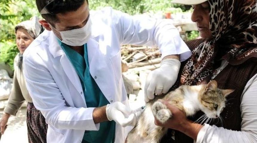 Mamak&rsquo;ta Kuduz Aşısı Kampanyası Devam Ediyor