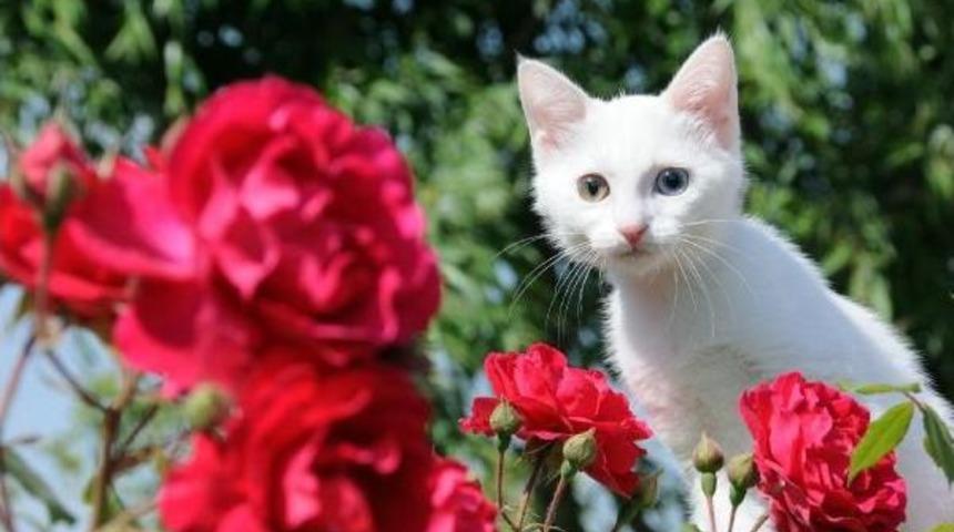 Van Kedileri G&uuml;neşlendi