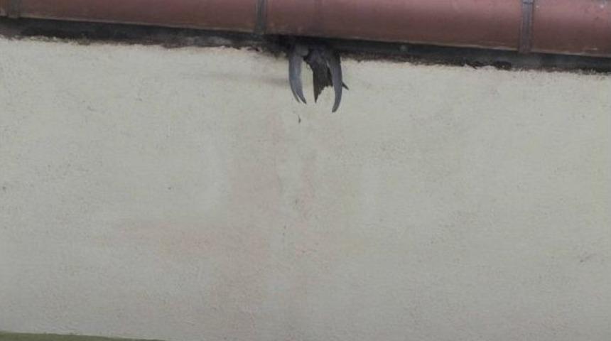 Yuvasında Asılı Kalan Kırlangı&ccedil; İtfaiyeyi Harekete Ge&ccedil;irdi