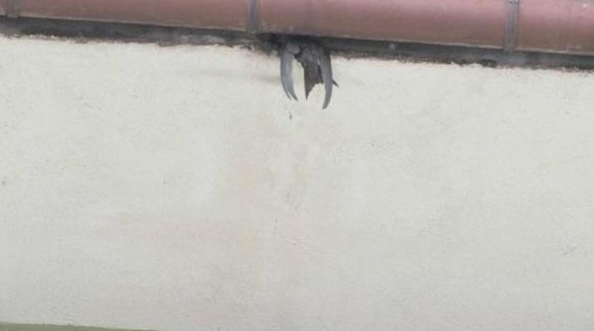 Cami &Ccedil;atısında Sıkışan Kırlangıcı Itfaiye Kurtardı