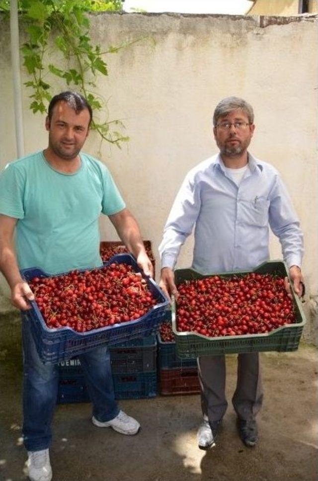 Selendili Kiraz Üreticileri Fiyatlardan Memnun Değil