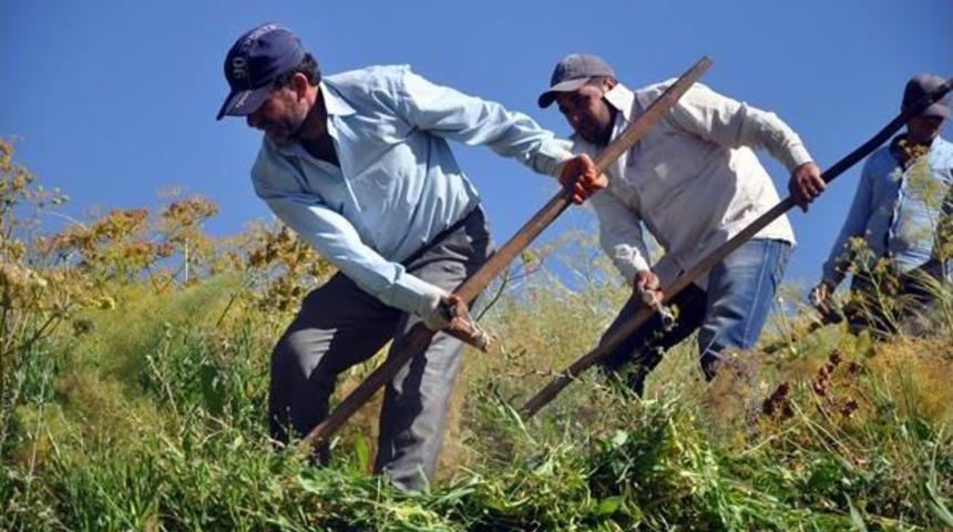 Ekmek Parası I&ccedil;in Sıcakta Tırpan Sallıyorlar
