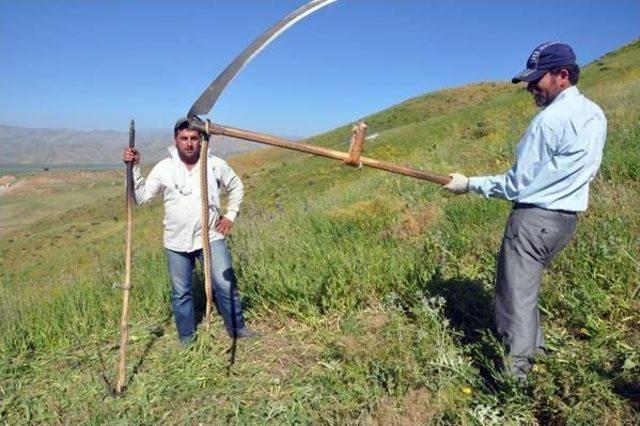 Ekmek Parası Için Sıcakta Tırpan Sallıyorlar