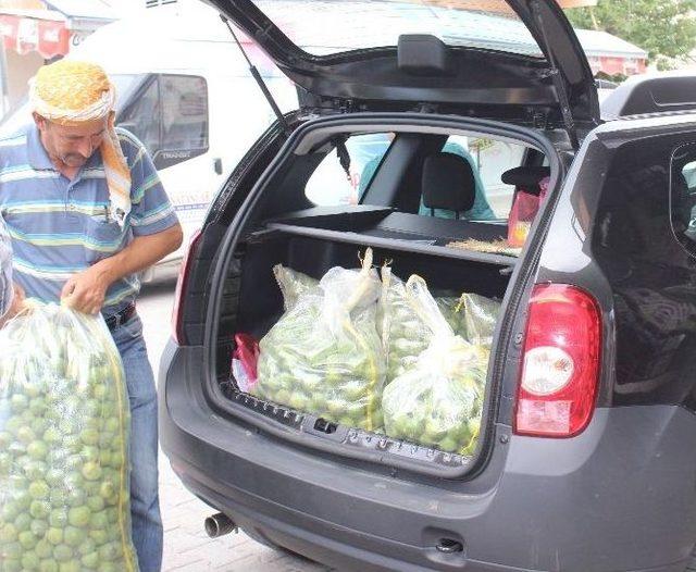 Aydın’ın Milli Meyvesi İncirin Olması Bu Sineklerin Çalışmasına Bağlı