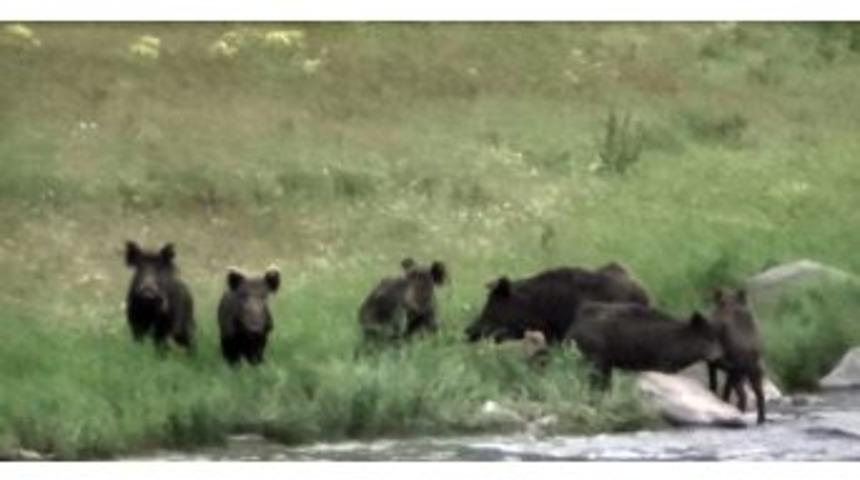 Dereye İnen Domuzlar Kameralara Yansıdı