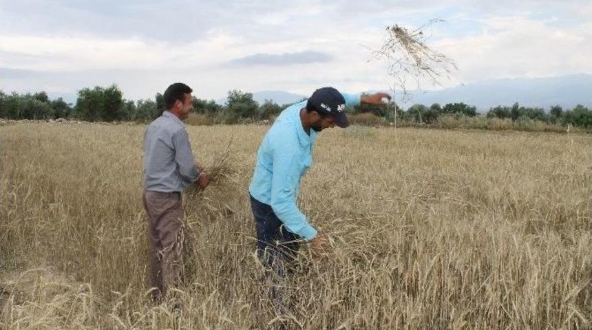 Tarlada &Ccedil;alışan İş&ccedil;ilerin Oru&ccedil; Ve Sıcakla İmtihanı