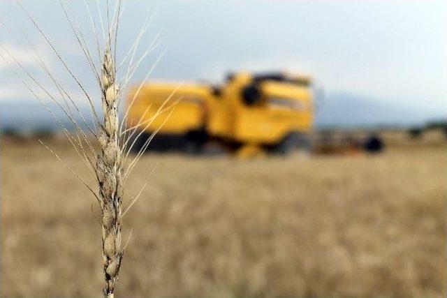 Tarlada Çalışan İşçilerin Oruç Ve Sıcakla İmtihanı