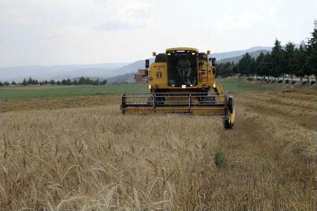 Tarlada Çalışan İşçilerin Oruç Ve Sıcakla İmtihanı