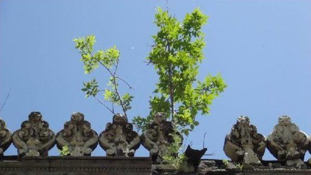 Tarihi Binanın Duvarlarından Ağa&ccedil; &Ccedil;ıkıyor 1