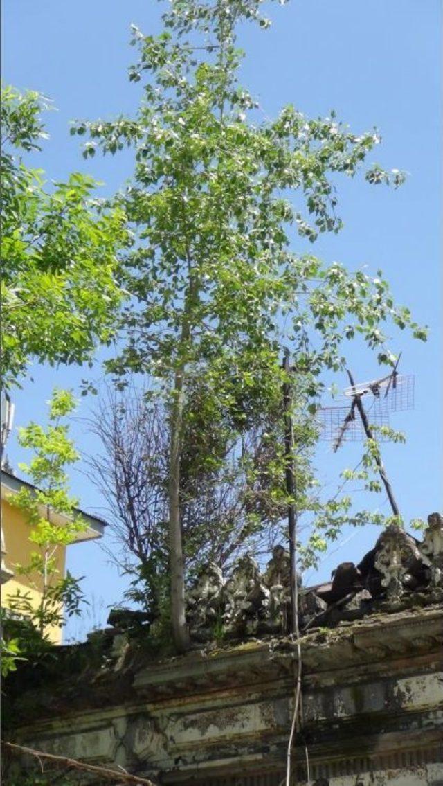 Tarihi Binanın Duvarlarından Ağa&ccedil; &Ccedil;ıkıyor 3