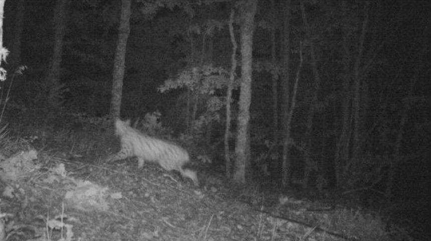 Yedi G&ouml;ller&rsquo;de Vaşak Foto Kapana Yakalandı
