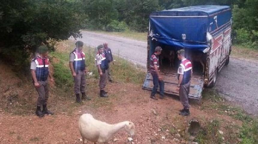 Bursa'da &Ccedil;alınan 35 K&uuml;&ccedil;&uuml;kbaş Hayvan İstanbul'da Ele Ge&ccedil;irildi