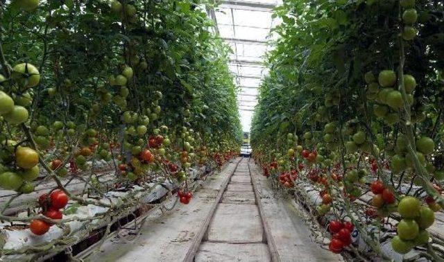 Kayseri Şeker'in Cocopeat Domatesleri, Iftar Sofralarında