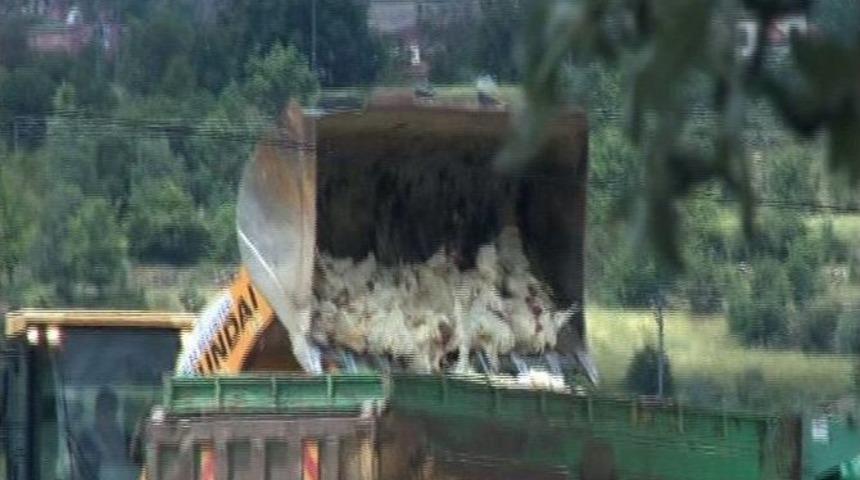 Kayseri&rsquo;de Kuş Gribi Ş&uuml;phesi