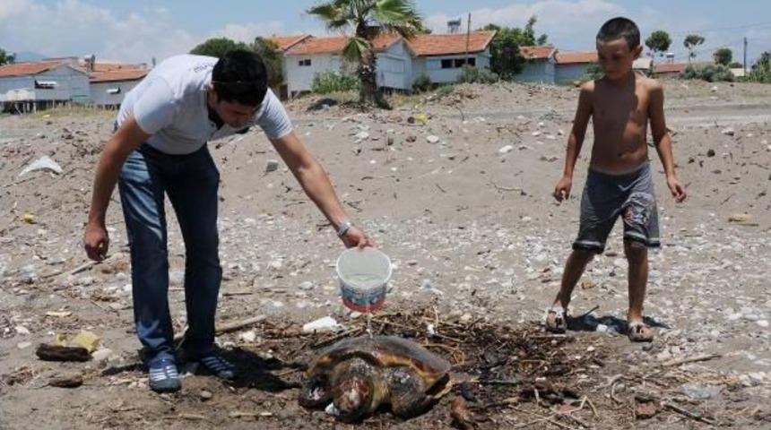 Yaralı Caretta Caretta Tedaviye Alındı