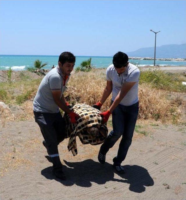 Yaralı Caretta Caretta Tedaviye Alındı