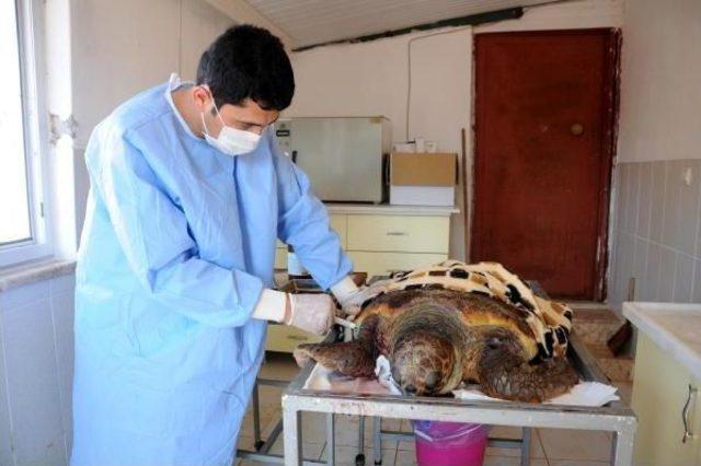 Yaralı Caretta Caretta Tedaviye Alındı