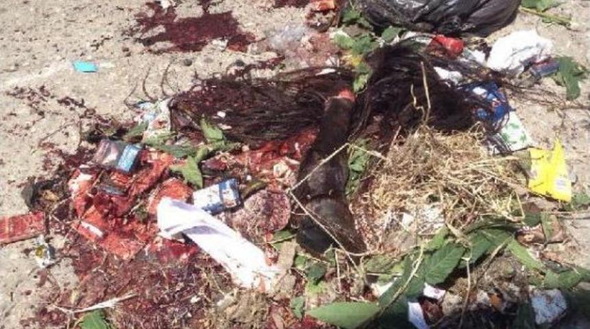 Kesin Atın Kafa, Kemik Ve Derisi &Ccedil;&ouml;p Konteynerinde Bulundu