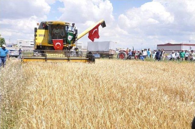 Aksaray’da Hasat Bayramı