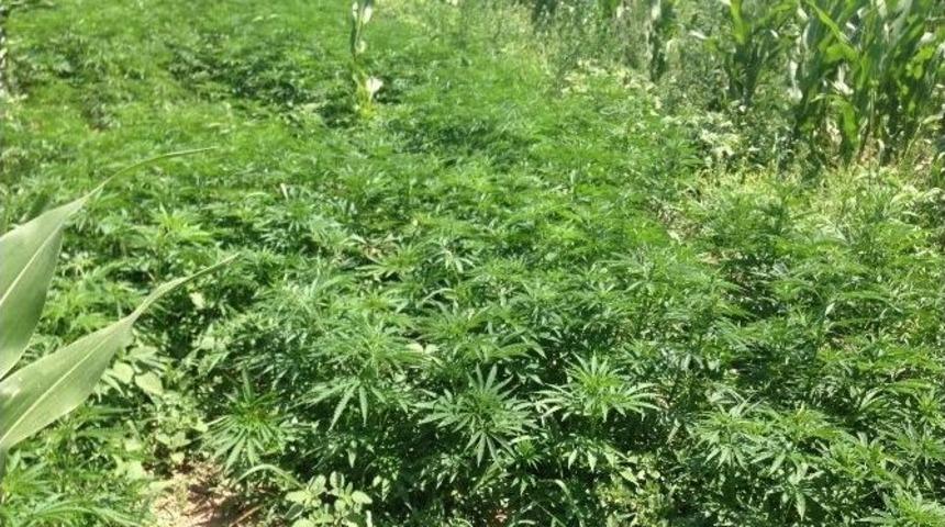 Jandarma Yedi Bin K&ouml;k Hint Keneviri Ele Ge&ccedil;irdi