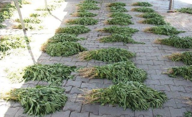 Jandarma Yedi Bin K&ouml;k Hint Keneviri Ele Ge&ccedil;irdi 1