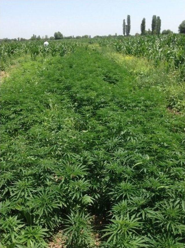 Jandarma Yedi Bin K&ouml;k Hint Keneviri Ele Ge&ccedil;irdi 2