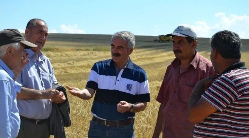 Kulu&rsquo;da Arpa Hasadına Başlandı
