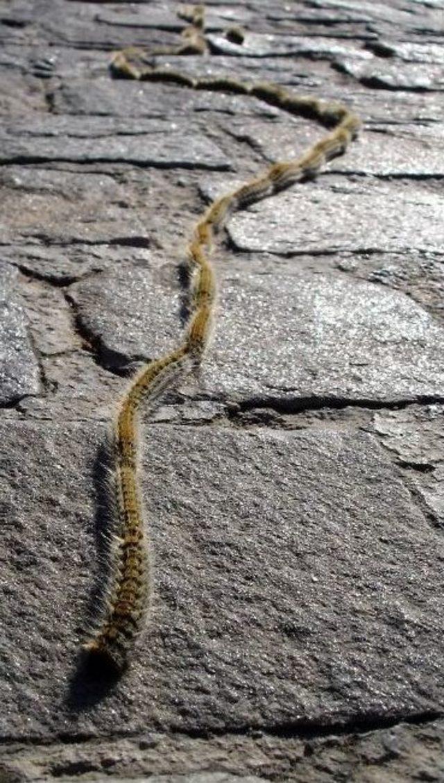 Tırtılların Nizamiye Girişi 1