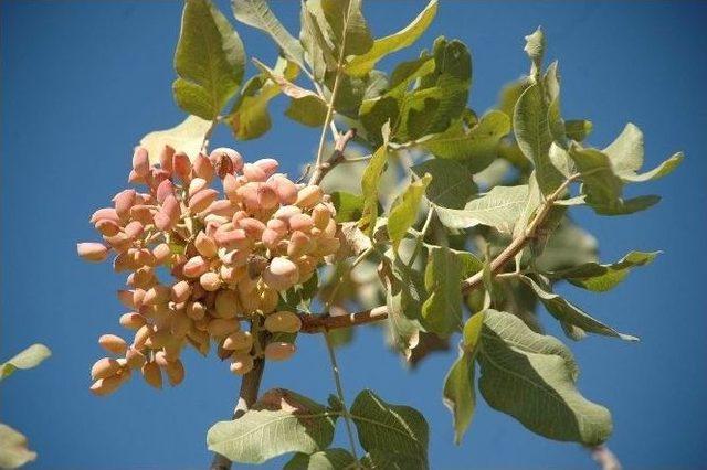 Fıstıkta Son 10 Yılın En Y&uuml;ksek Rekoltesi Elde Edilecek 1