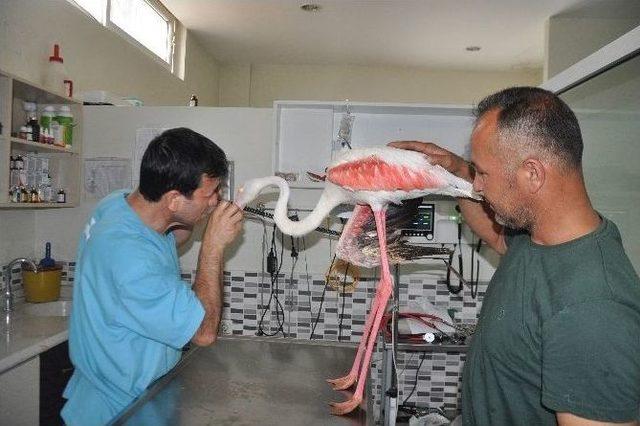 Yaralı Flamingoyu Balık&ccedil;ılar Kurtardı 1